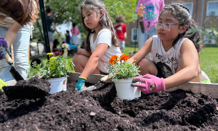 Students working on a garden plot